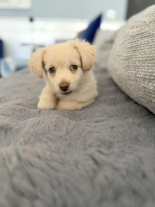 A baby small-sized female Chihuahua dog named Roe for adoption in Los Angeles, CA