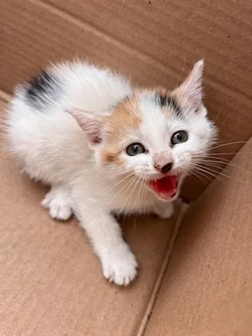 A baby small-sized female Domestic Short Hair cat named Mary for adoption in Charlotte, NC