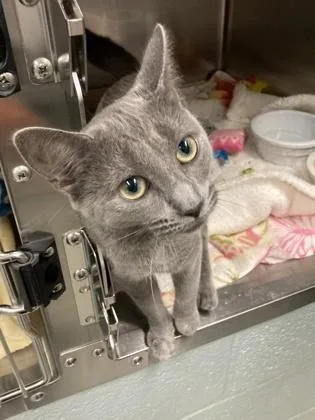 An adult small-sized female Domestic Short Hair cat named Corduroy for adoption in Fallston, MD