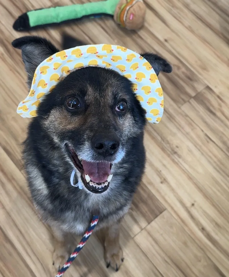 A senior medium-sized male Australian Shepherd dog named Orpheus for adoption in Richardson, TX