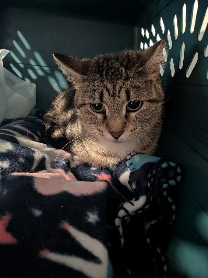 A young small-sized female Domestic Short Hair cat named Peona for adoption in Bourbonnais, IL
