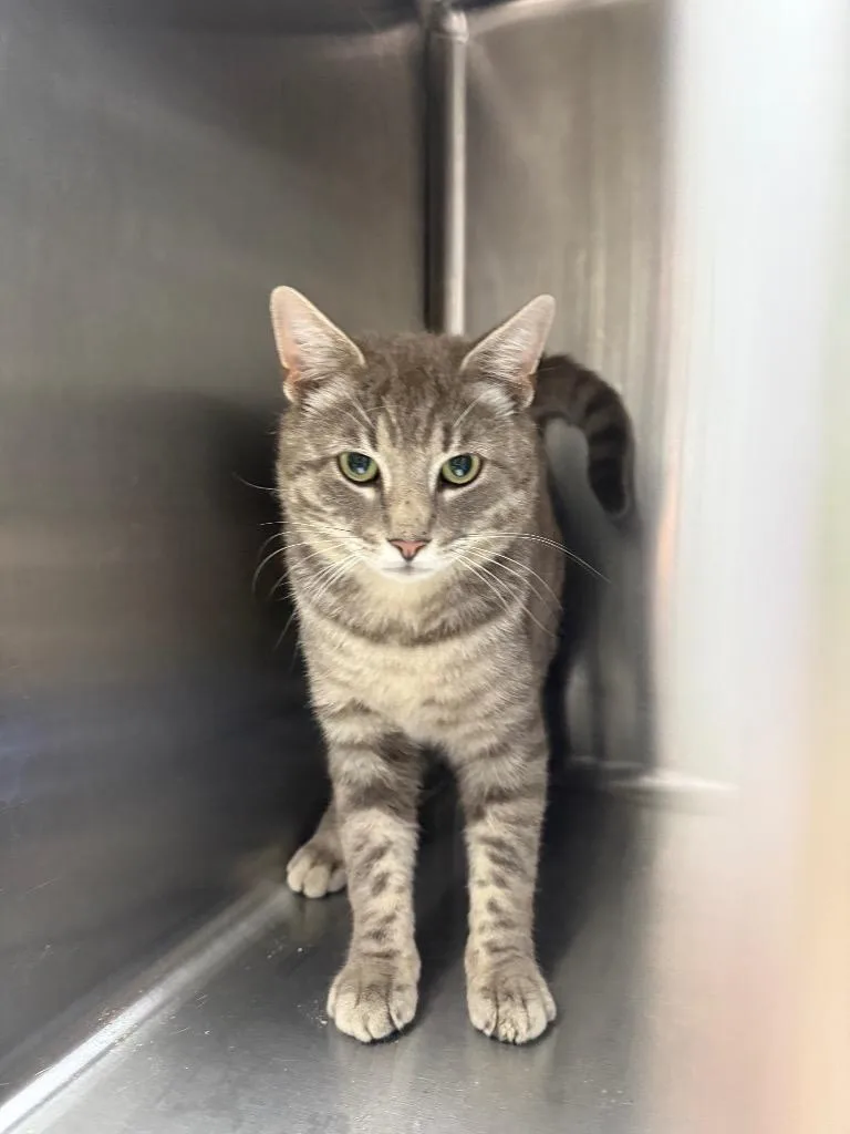 A young medium-sized male Domestic Short Hair cat named Saxton for adoption in Mount Gilead, NC