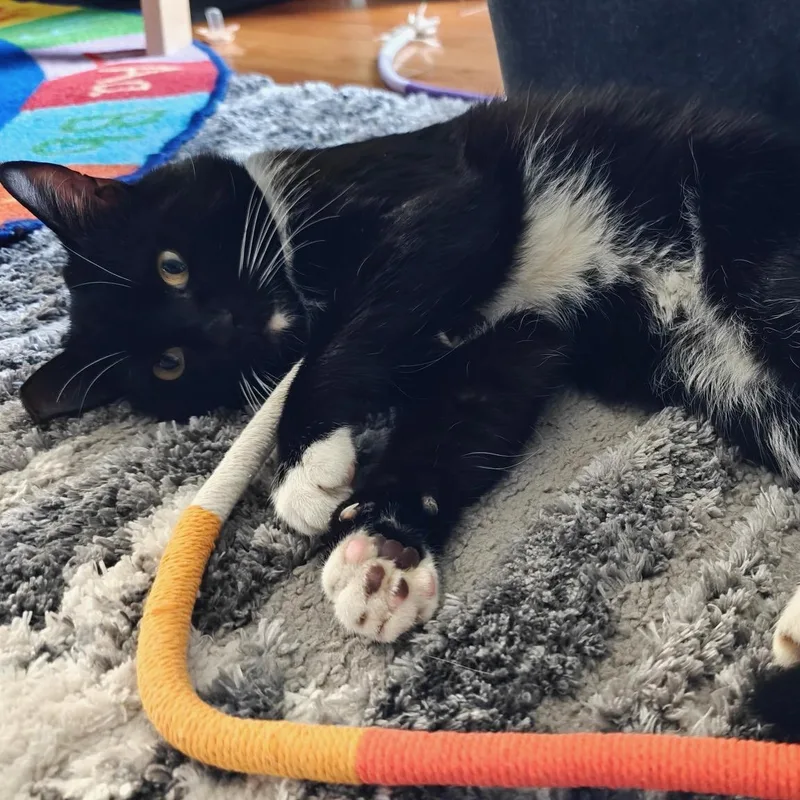 A young medium-sized male Black & White / Tuxedo Domestic Short Hair cat named Gelato for adoption in Portland, OR