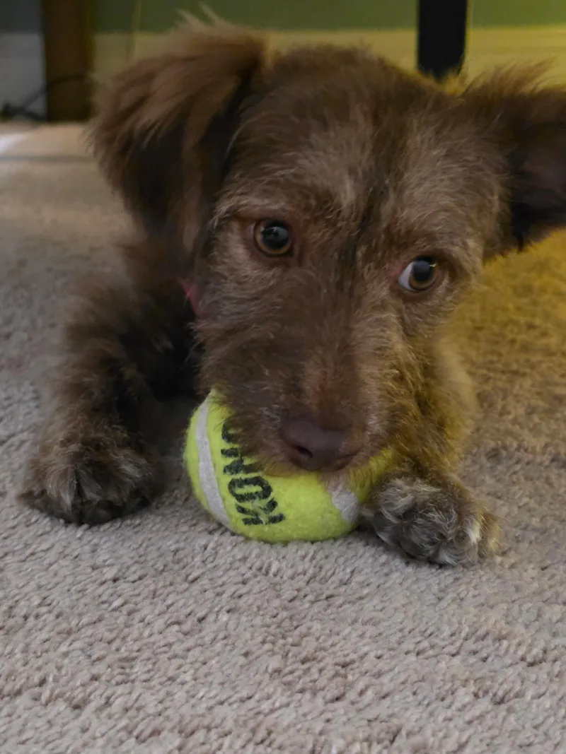 A young small-sized female Brown / Chocolate Terrier dog named Val for adoption in Burgaw, NC