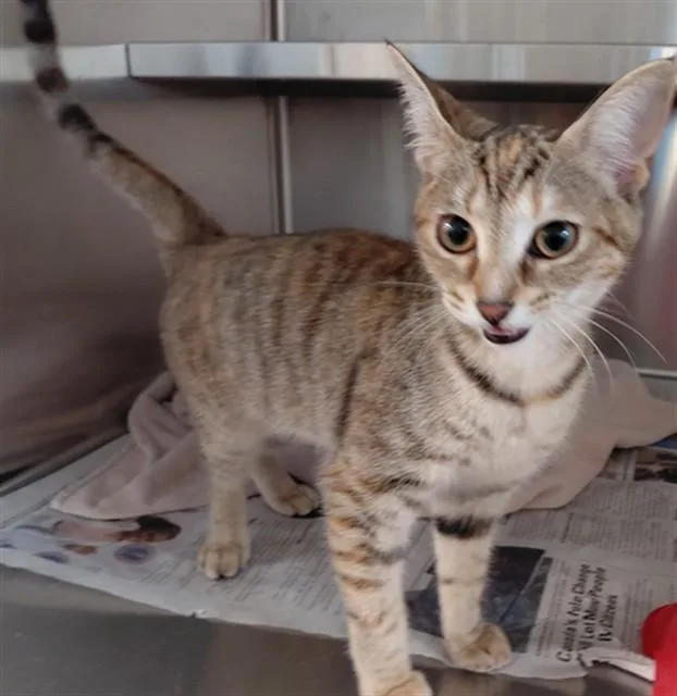 A baby medium-sized female Domestic Short Hair cat named Foxy for adoption in Houston, TX