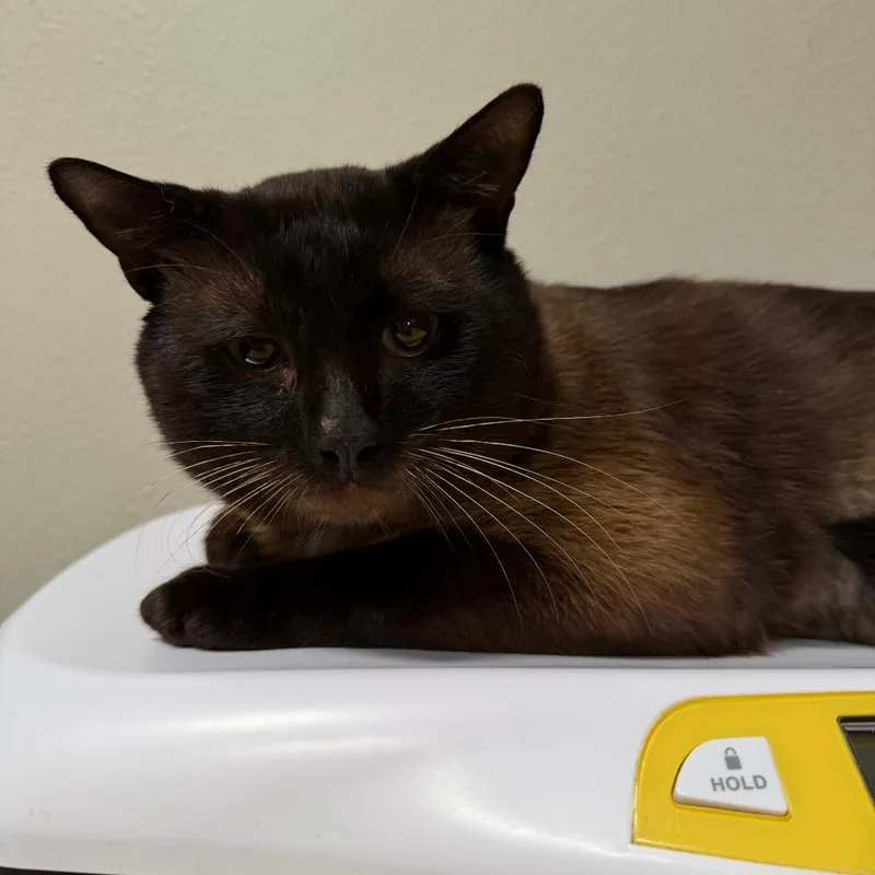 An adult large-sized male Brown / Chocolate Siamese cat named Stormy for adoption in Englewood, FL