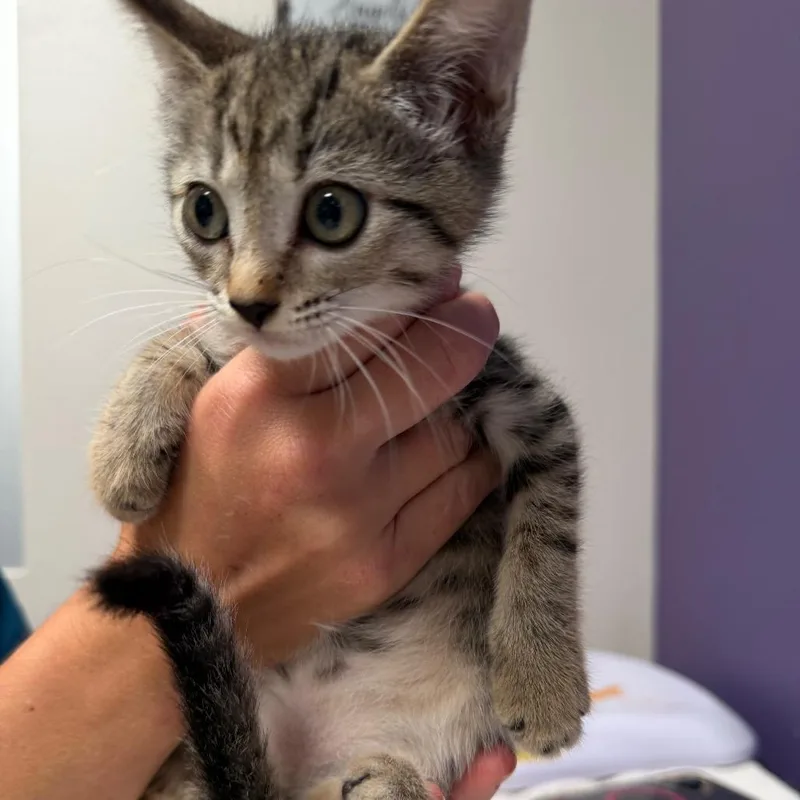 A baby small-sized female Brown / Chocolate Domestic Short Hair cat named Tori for adoption in Englewood, FL