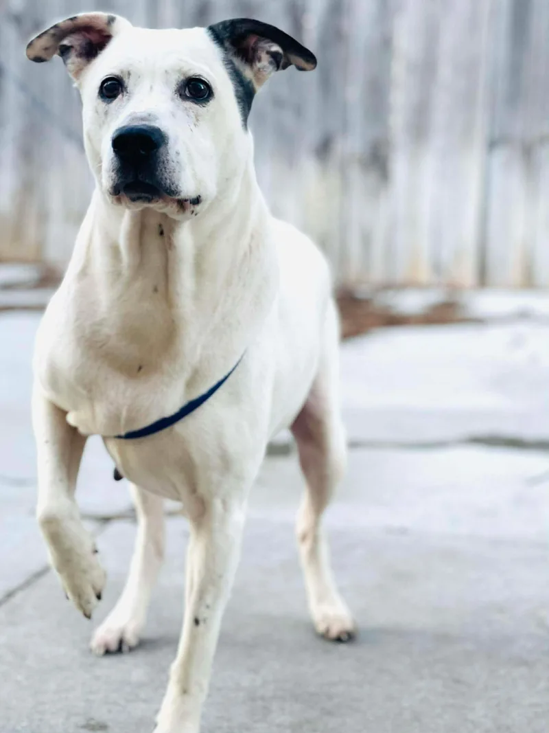 An adult medium-sized female White / Cream Cattle Dog dog named Pinky for adoption in Naperville, IL