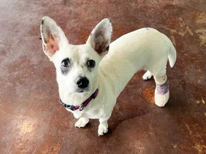 An adult small-sized female Chihuahua dog named Pepita for adoption in San Antonio, TX