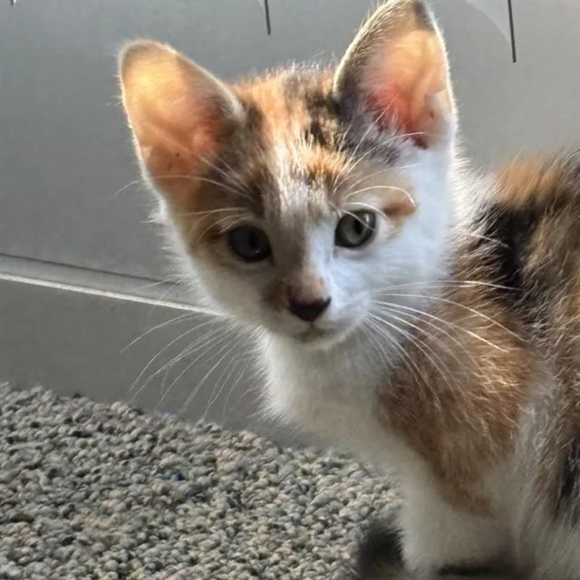 A baby small-sized female Domestic Short Hair cat named Mimosa for adoption in Auburn, CA