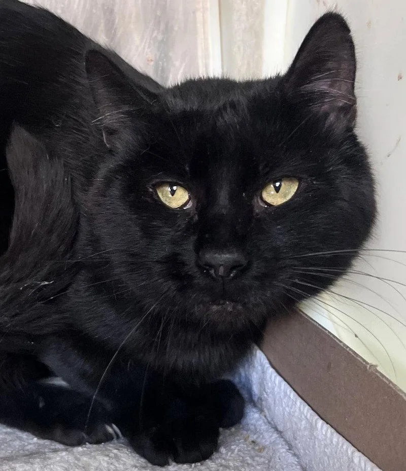 An adult large-sized male Black Domestic Short Hair cat named Dexter for adoption in Carrollton, GA