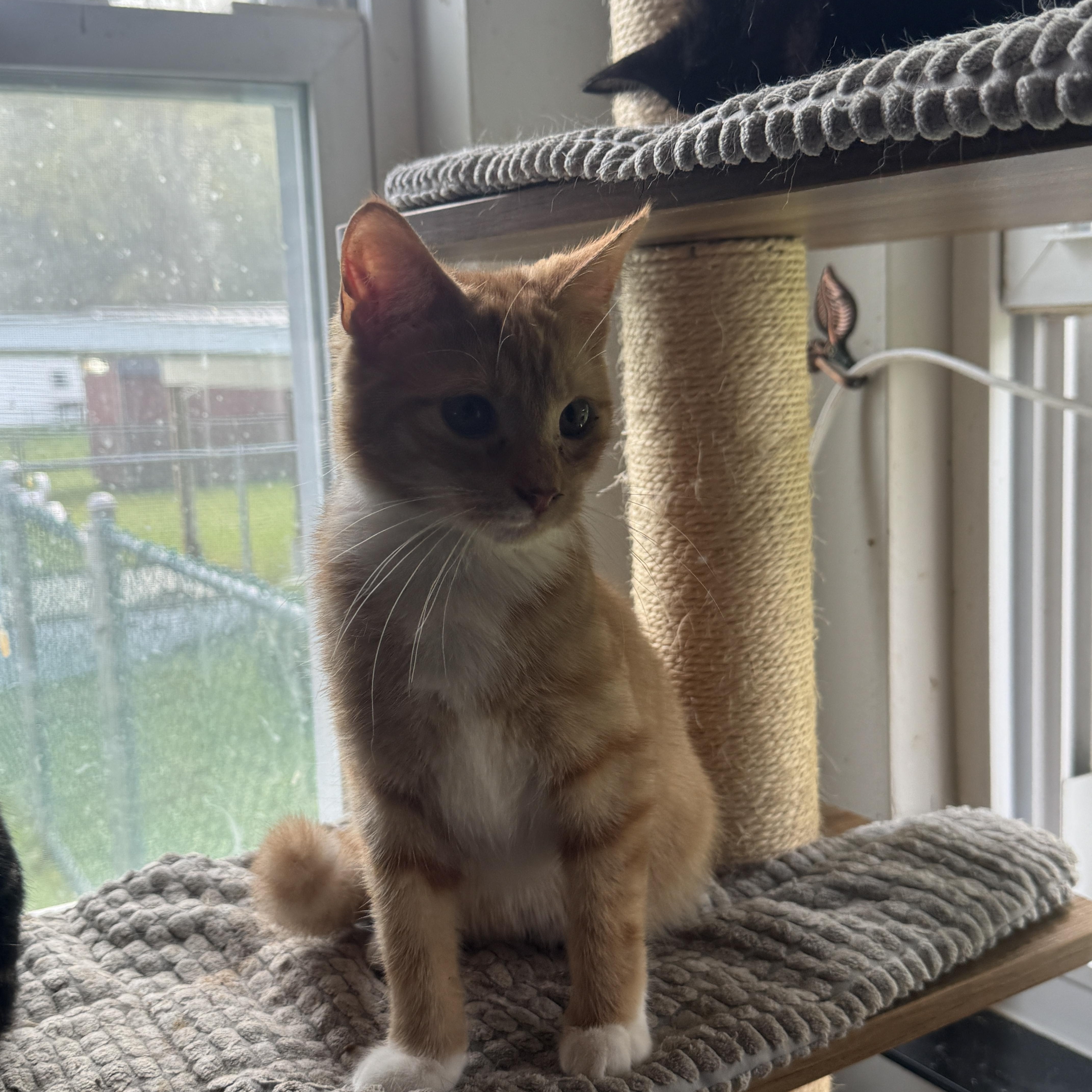 A baby large-sized male Tabby (Orange / Red) American Shorthair cat named Chicken Nugget for adoption in Massillon, OH