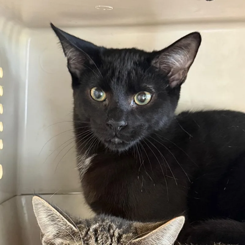 A baby medium-sized male Black Domestic Short Hair cat named Skeeter for adoption in DeKalb, IL