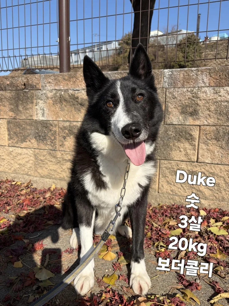 Duke