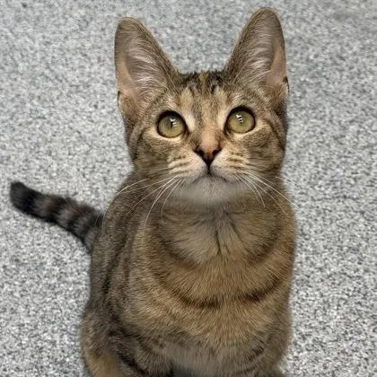 A baby medium-sized female Brown / Chocolate Domestic Short Hair cat named Toffee for adoption in Tinley Park, IL