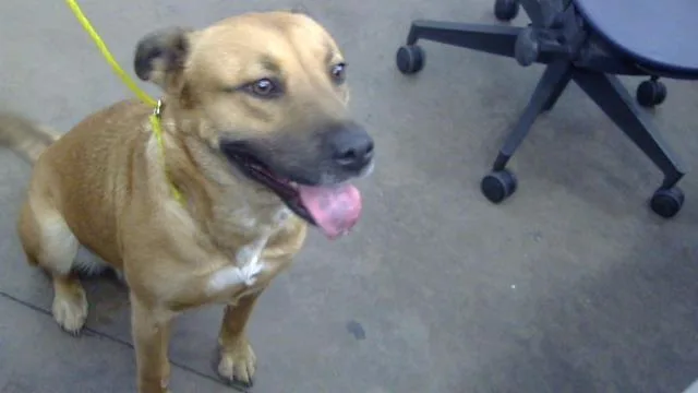 An adult large-sized female Mixed Breed dog named Melody for adoption in Dallas, TX
