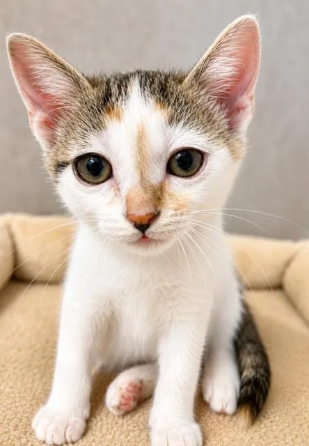 A young medium-sized female Calico Domestic Short Hair cat named Raleigh for adoption in Houston, TX