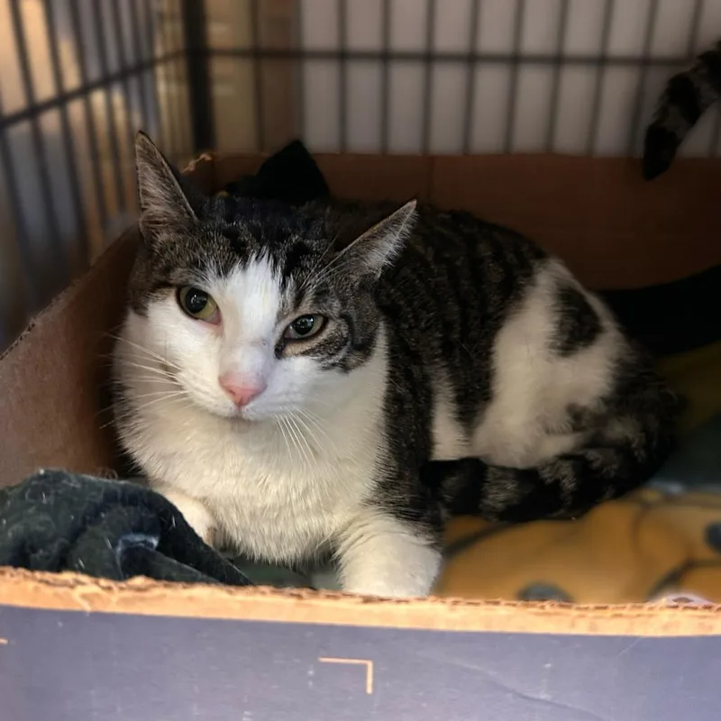 A young medium-sized male Brown / Chocolate Domestic Short Hair cat named Creed for adoption in Davenport, IA