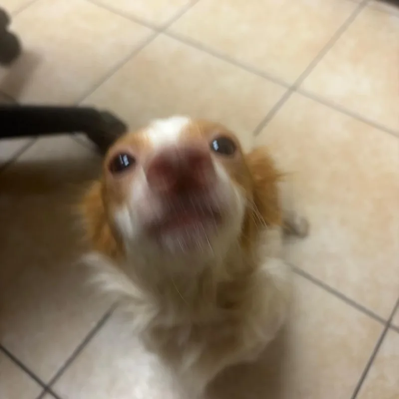 A baby small-sized female Red / Chestnut / Orange Dachshund dog named Happy Meal for adoption in Pekin, IL