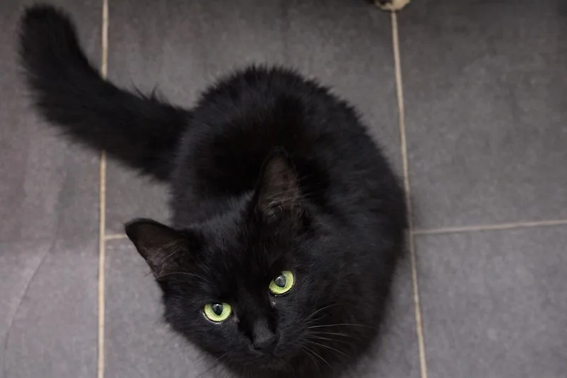 A young medium-sized male Domestic Long Hair cat named Cyrus for adoption in Morganton, NC