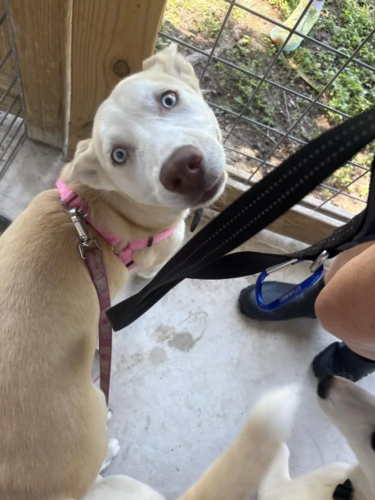 A young medium-sized female Tricolor (Brown, Black, & White) Husky dog named Husky for adoption in Lakeland, FL