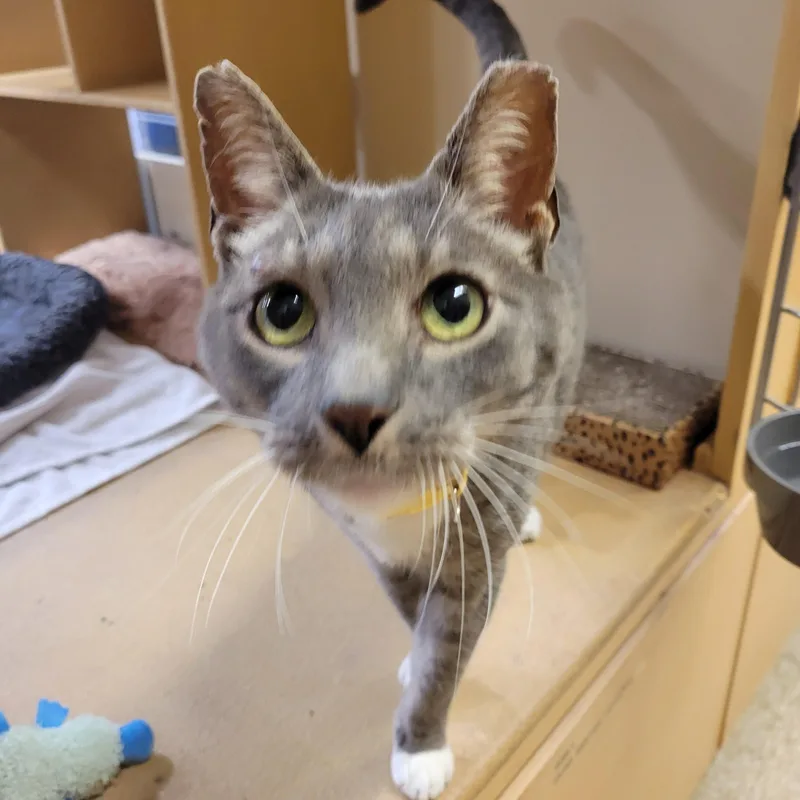 An adult medium-sized male Gray & White Domestic Short Hair cat named Oliver for adoption in Mechanicsburg, PA
