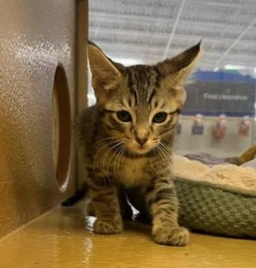 A baby medium-sized male Tabby cat named Woody for adoption in Albuquerque, NM