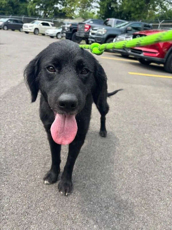 An adult medium-sized female Black Mixed Breed dog named Lexington for adoption in Cincinnati, OH