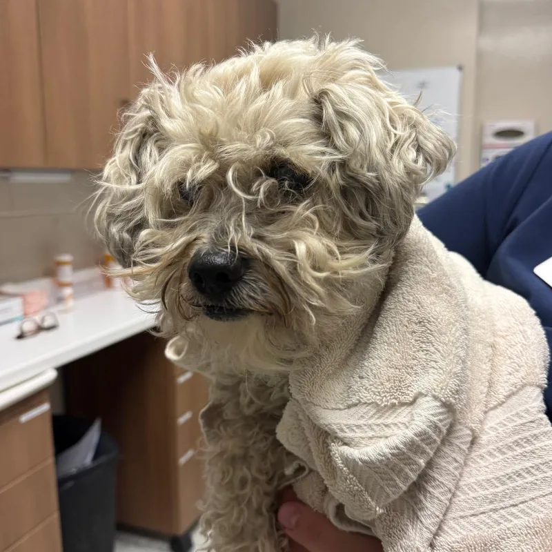 An adult small-sized male Havanese dog named Coco for adoption in Reno, NV