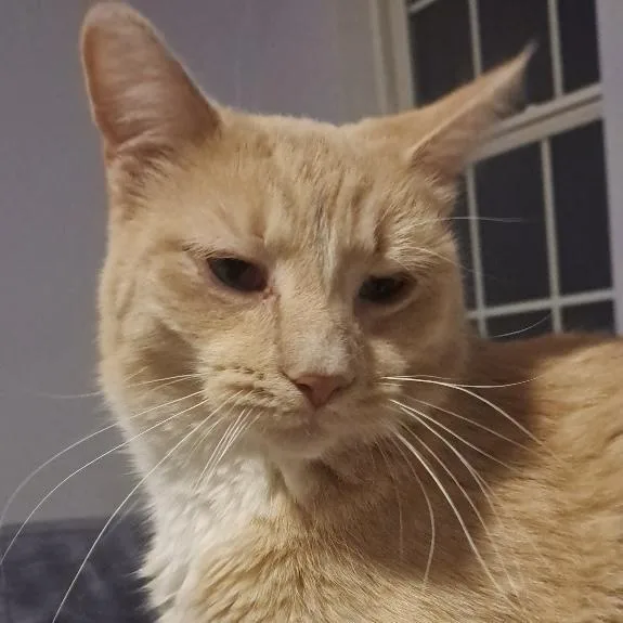 An adult medium-sized male Buff / Tan / Fawn Domestic Short Hair cat named Honey for adoption in Kenosha, WI
