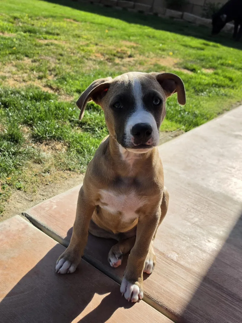 A young medium-sized male Sable Boxer dog named Oatley for adoption in Palm Desert, CA
