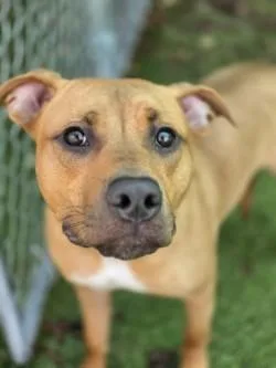 An adult large-sized male Mixed Breed dog named Kinger for adoption in Savannah, GA