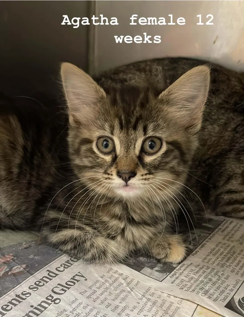 A baby medium-sized female Tabby (Brown / Chocolate) Domestic Short Hair cat named Agatha for adoption in Fort Payne, AL