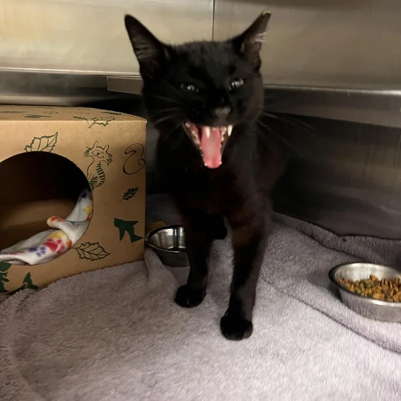 An adult medium-sized male Black Domestic Short Hair cat named Bart for adoption in Bristol, IN