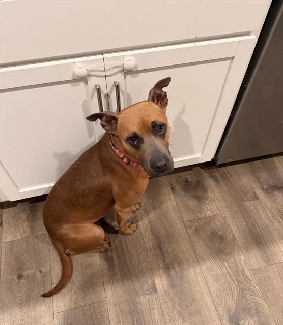 A young medium-sized male Boxer dog named Batman for adoption in Haw River, NC