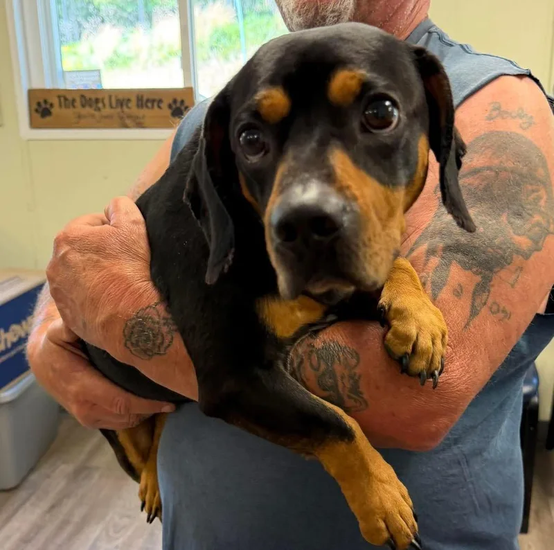An adult large-sized male Basset Hound dog named Fizzy Wit for adoption in Blountville, TN