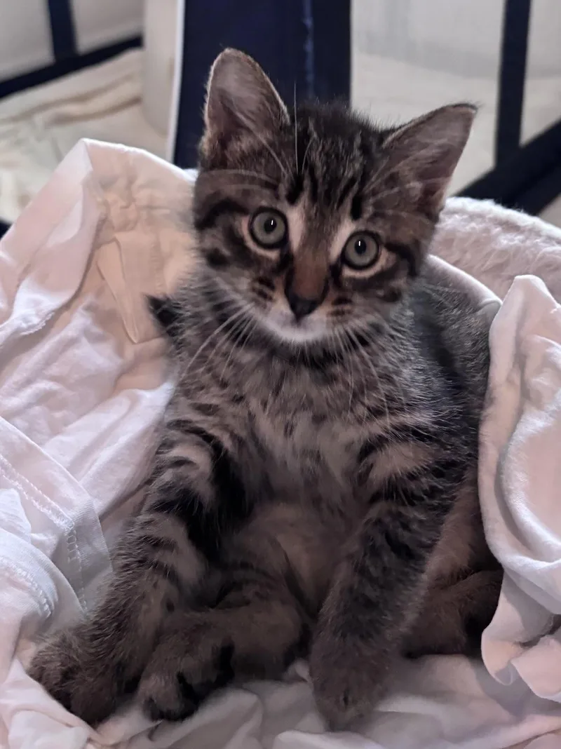 A baby medium-sized female Tabby (Brown / Chocolate) Tabby cat named Pippy for adoption in Lake Orion, MI