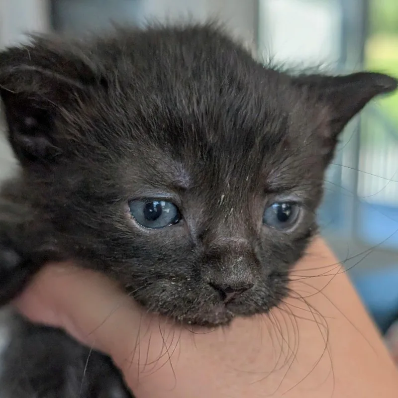 A baby small-sized male Black Domestic Short Hair cat named Acrobat for adoption in Chapel Hill, NC