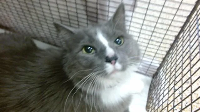 An adult small-sized male Domestic Long Hair cat named Zachary for adoption in Miami, FL