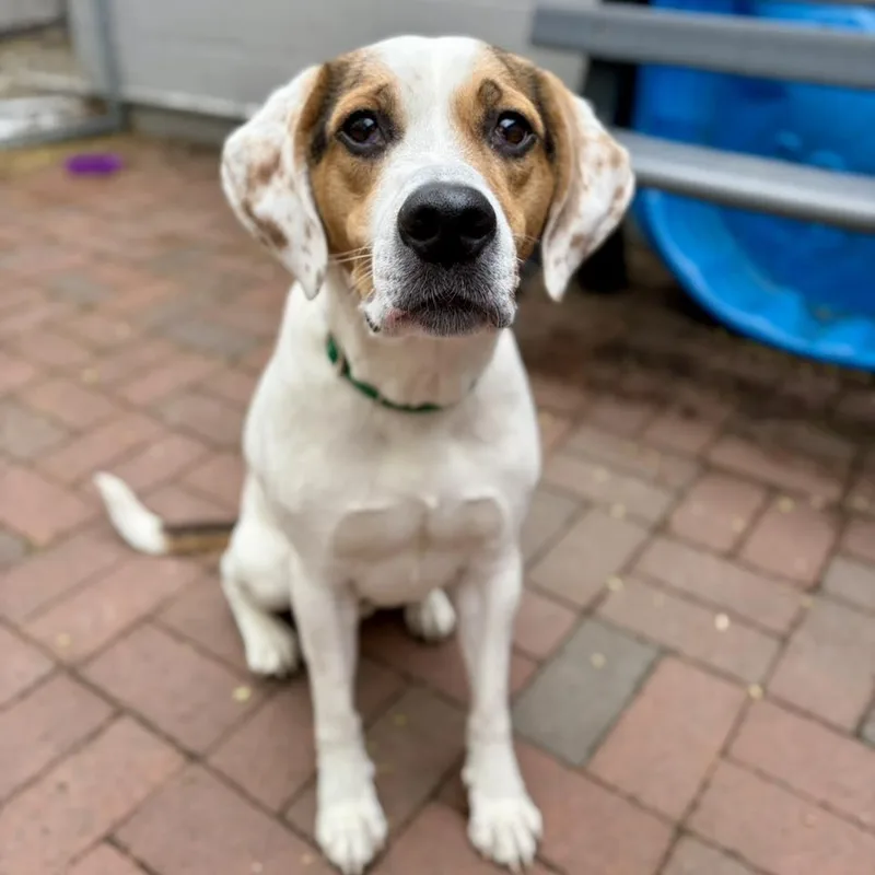 An adult medium-sized male White / Cream Foxhound dog named Ziggy for adoption in Whitehall, PA