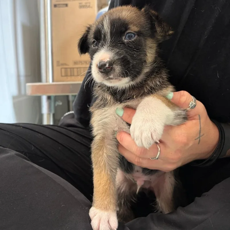 A baby medium-sized male Brown / Chocolate Husky dog named Tigger for adoption in Fredericksburg, TX