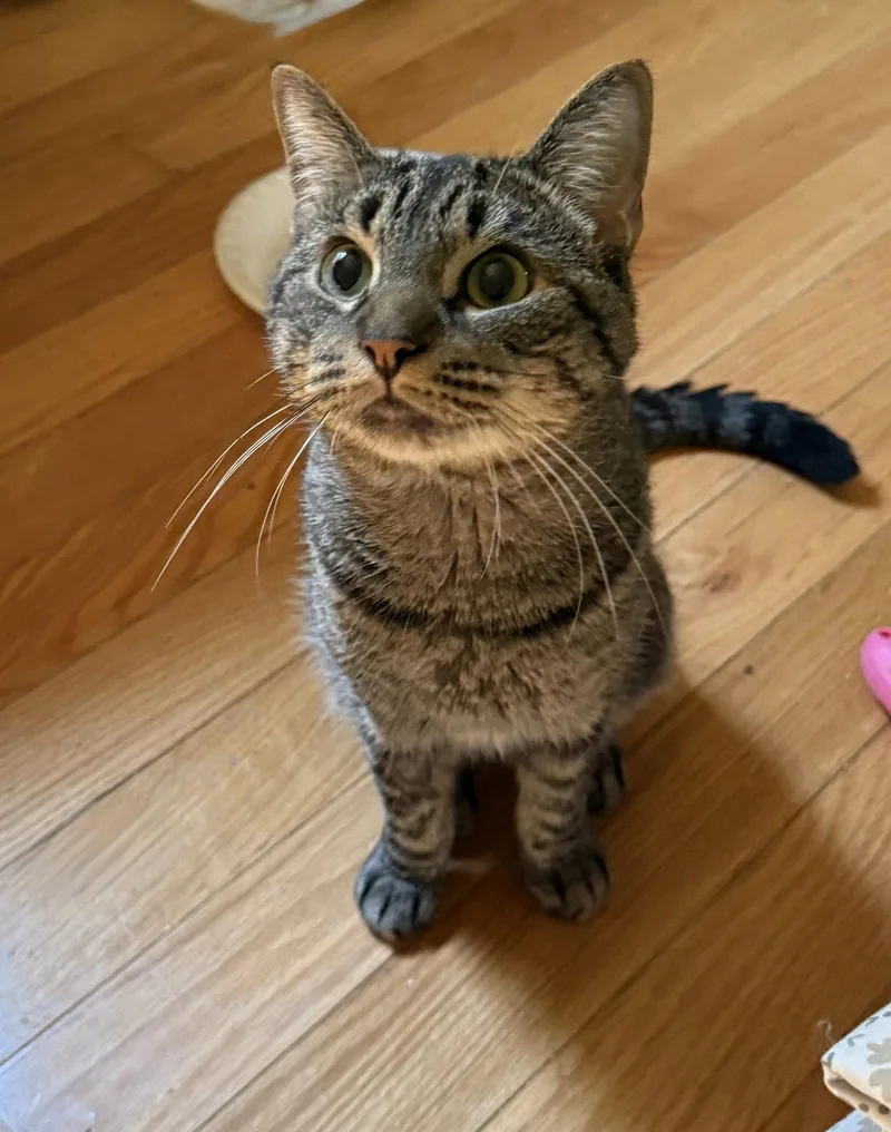 A young medium-sized male Domestic Short Hair cat named TomTom BONDED PAIR for adoption in Naugatuck, CT