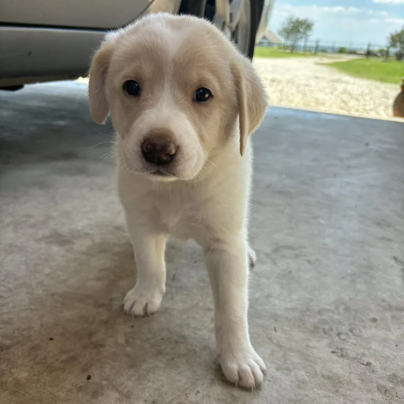 A baby small-sized female Apricot / Beige Great Pyrenees dog named Everest for adoption in Buffalo, MN