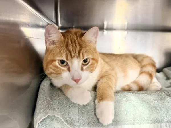 A young medium-sized male Domestic Short Hair cat named Taro for adoption in New York, NY