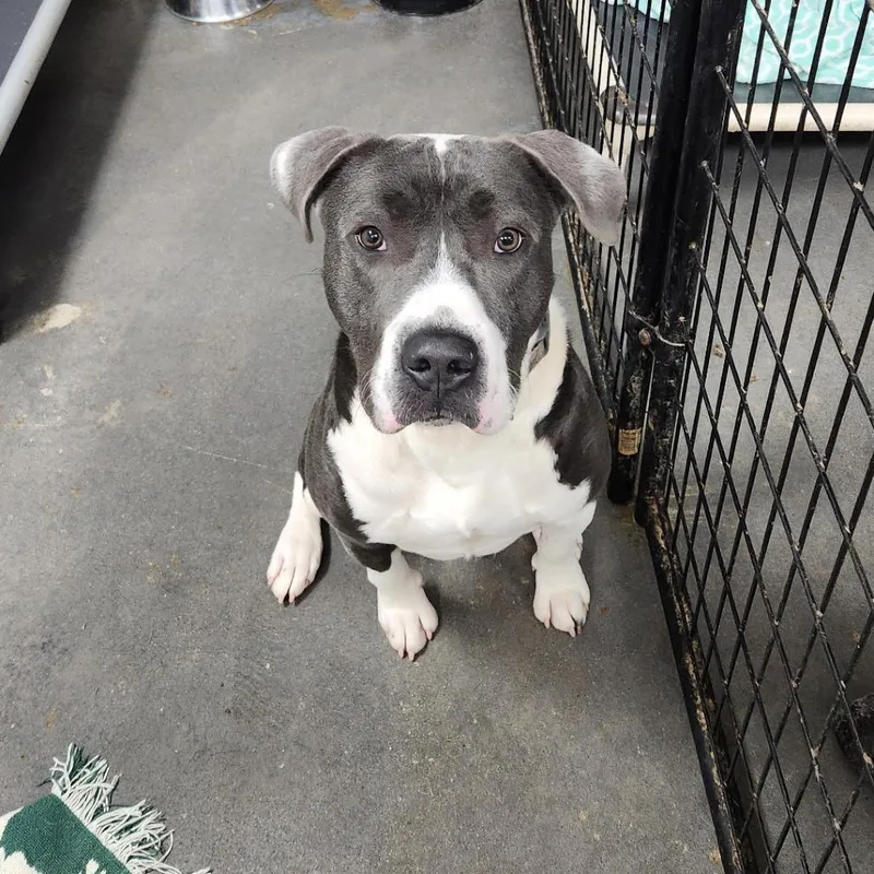 An adult large-sized male Gray / Blue / Silver Border Collie dog named Guapo for adoption in Normal, IL