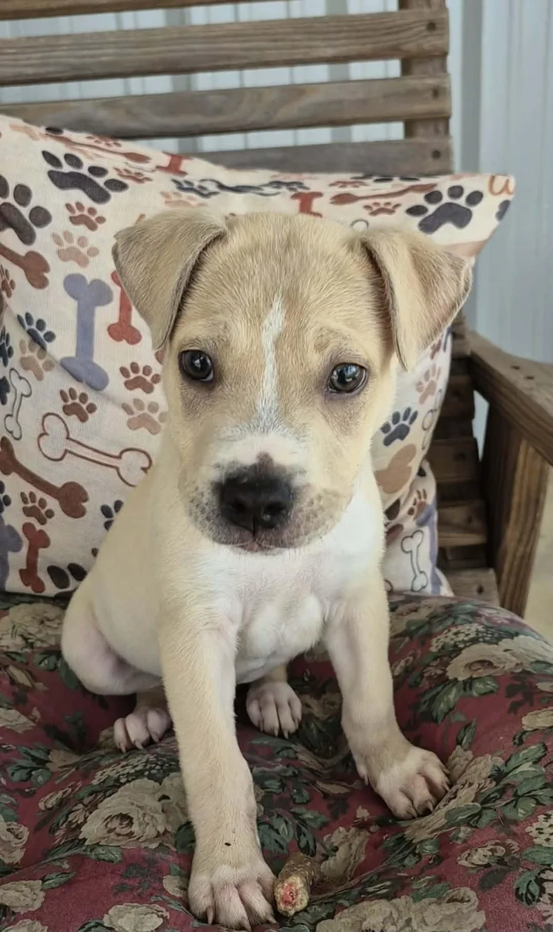 A baby medium-sized male Terrier dog named George for adoption in Hillsdale, NY