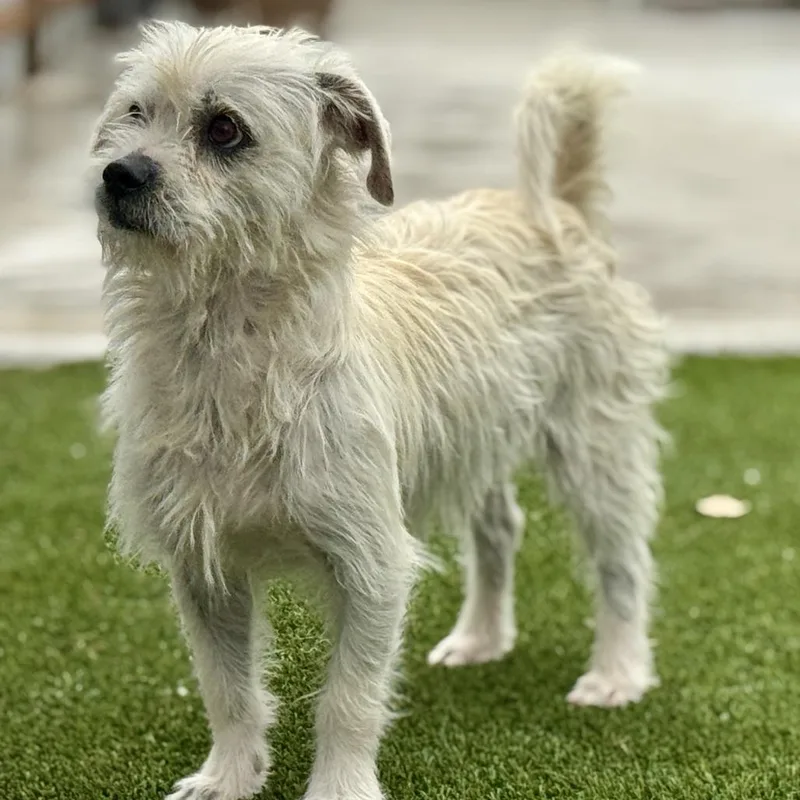 An adult small-sized male White / Cream Terrier dog named Winston  Terrier Boy for adoption in Hondo, TX
