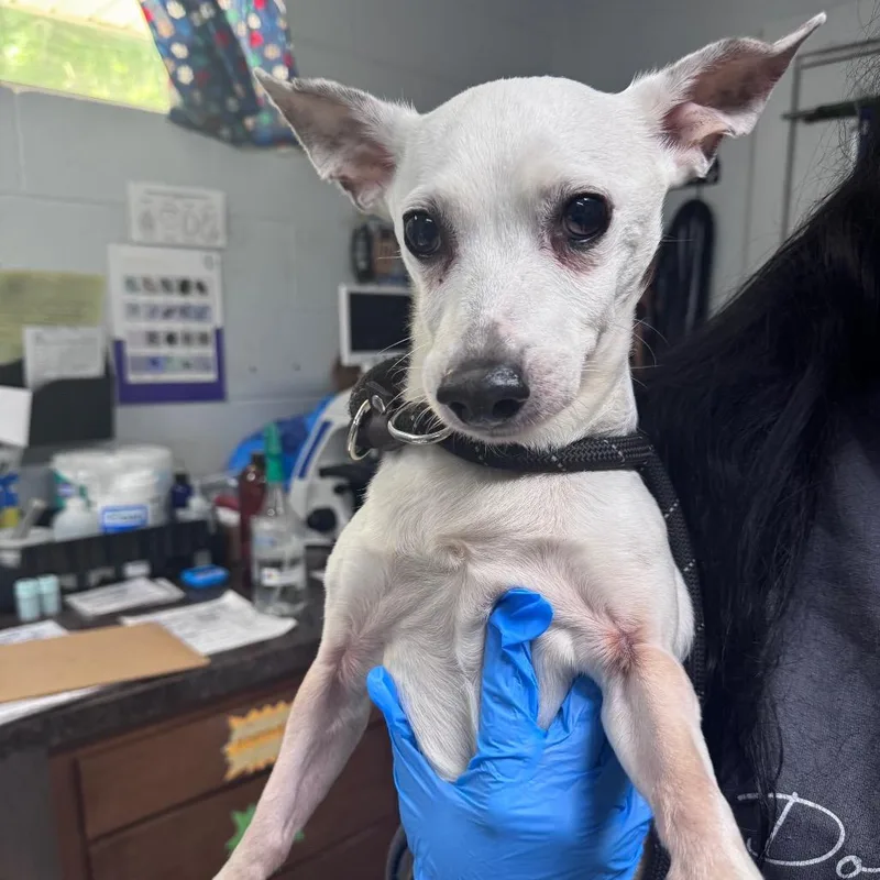 A senior medium-sized male White / Cream Chihuahua dog named Edgar for adoption in Summerville, SC
