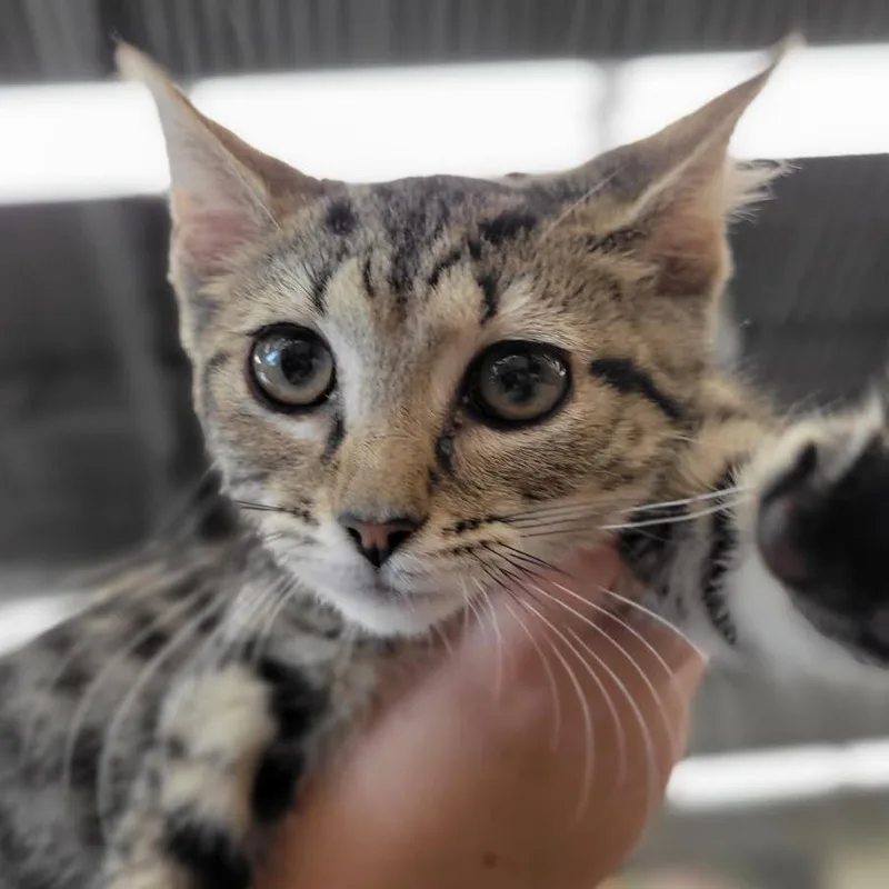 Nandi Bear thumbnail 2