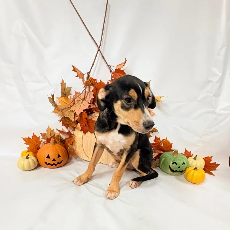 A baby small-sized male Collie dog named Avery for adoption in Parker, CO